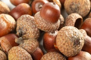 Acorns