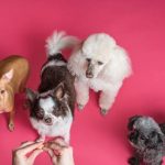 Business Ideas for Dog Lovers